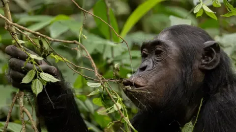 Apes Ingesting a Daily Dose of a Beer Daily from Ripe Produce, Study Shows