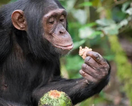 Chimpanzees Drink Daily Ethanol Comparable to a Pint from Ripe Fruit